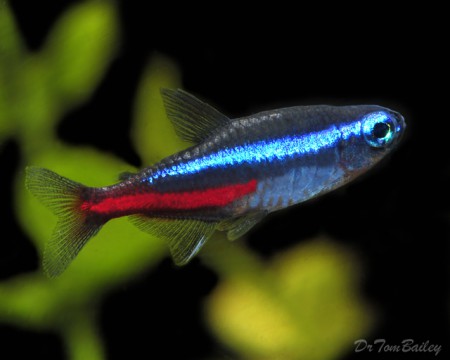 Tetra Neon