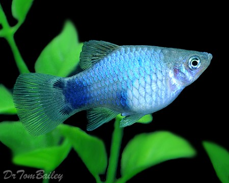 Platy Mickey Blue