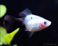 /album/peixes-ornamentais/platy-bw-100513a2-w0480-jpg/