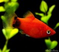 /album/peixes-ornamentais/red-mm-platy-111010a5-w0640-jpg/