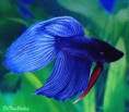 /album/peixes-ornamentais/betta-male-blue-120125a2-w0640-jpg/