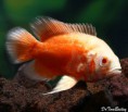 /album/peixes-ornamentais/albino-red-oscar-131003a3-w0640-jpg/